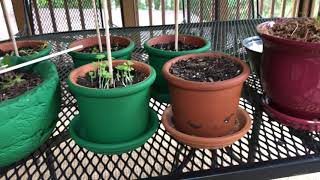Plant babies part 2 of 3