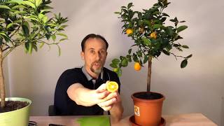 Видео Фортунелла Обовата. Взрыв вкуса. от Sistema Rosta, Рангпур, Бангладеш