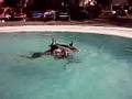 shark attack Video