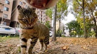 Cat with GoPro fights and asserts dominance | Compilation Douyin