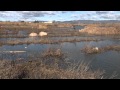 La laguna de Navaseca, un ecosistema clave expuesto al botulismo