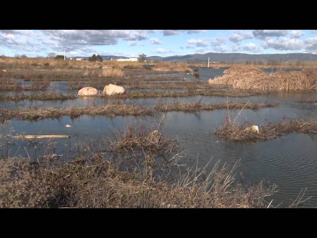 La laguna de Navaseca, un ecosistema clave expuesto al botulismo