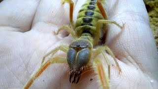 Galeodes Caspius From Egypt Digging