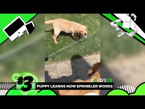 The Top User Submitted Videos Of Week 10 The Top User Submitted Videos Of Week 10