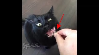 Funny Babies VS Funny Animals