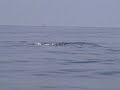 COMMERCIAL FISHING FOR KINGFISH AND WE SEEN A LARGE SCHOOL OF TARPON PART2