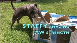 Staffy Dog Breed Has Amazing Jaw Power Staffordshire Bull Terrier