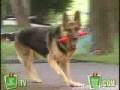 Just For Laughs - Explosive Dog
