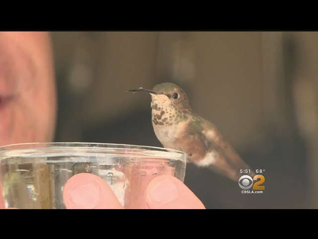 Man And Dog Rescue Then Become Best Friends With Tiny Hummingbird - Video