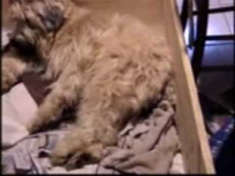 wheaten terrier puppies. Soft Coated Wheaten Terrier