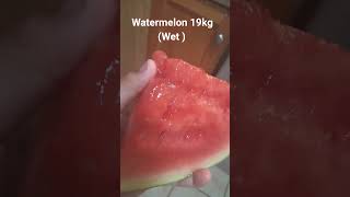 Watermelon 19Kg Wet