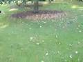 Squirrel Fishing Video
