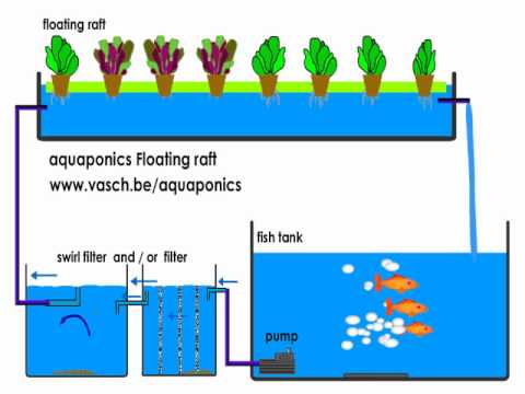 Aquaponics Floating Raft system - YouTube