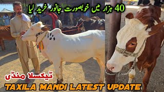 Taxila Mandi Friday Latest Update October 2025 Domail Mandi Gondal Mandi Mandra Mandi