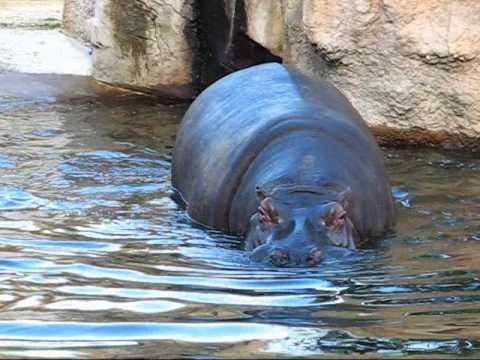 Hippo plays wildly_1
