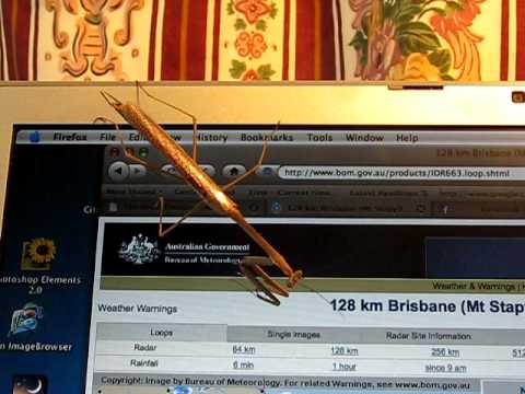 Computer Bug