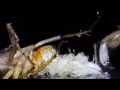 Cockroach Egg Disgusting Birth - Extreme Macro Video - Nikon D5000
