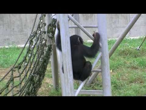 チンパンジーの鳴き声
