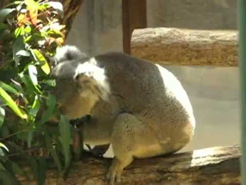 食事中のコアラ（１） ＠東山動物園