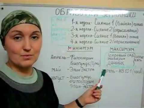 Урожай чеснока на 1 сотку Урожай чеснока на 1 сотку