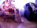 mimi hace lios