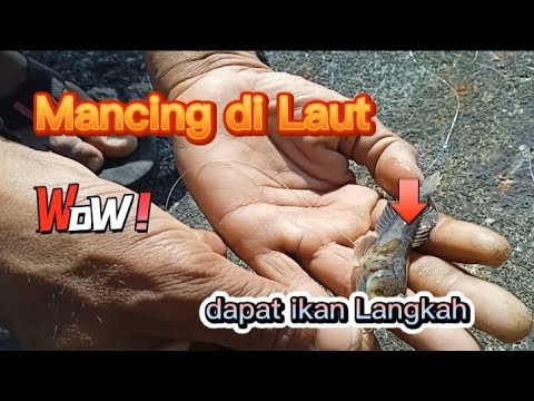 Mancing di laut dapat ikan langkah#matapancing#ikanlangkah#laut#pancing