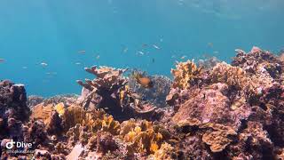 Little fish on the top reef of Parrot Tree after a dive