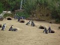 Hilarious Penguin Noises