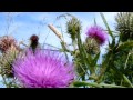John McDermott - Flower Of Scotland