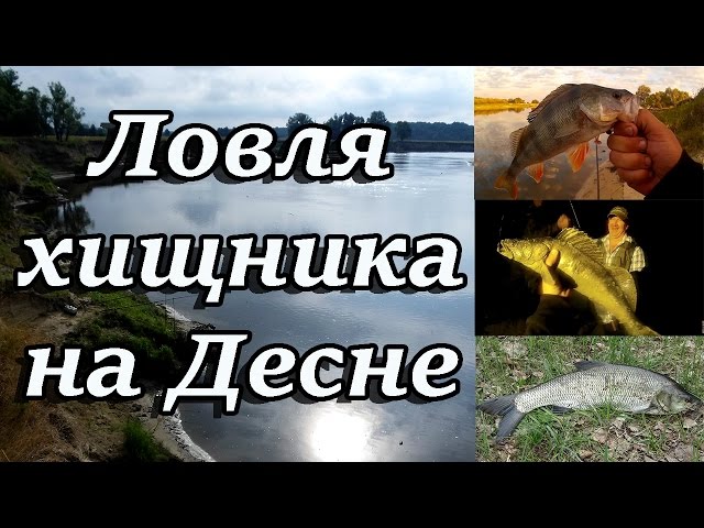 Видео о рыбалке №1864