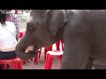 Funny Videos Of Funny Animals NEW 2015