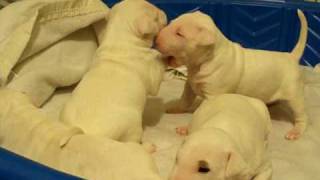 Pure Bully Play 21 Days - Bock Bull Terrier Puppies At Play