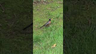 Robin