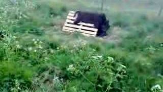 Tysk Jaktterrier Zacke Testar Vildsvins Skinn