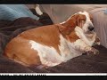 fat cats and dogs