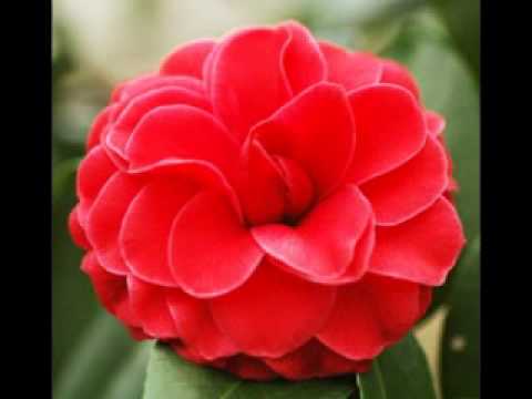 Kuch Kam Roshan hai roshni... Cover Song