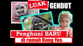 Penghuni Baru Rumah Bang Yos Luak Pandan Gendut Banget
