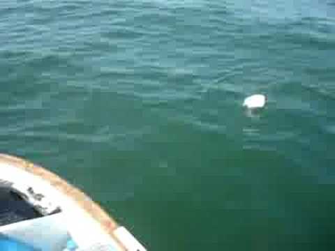 Channel Islands Sportfishing Oxnard Gentleman Kids Free Day Channel Islands Sportfishing Oxnard Gentleman Kids Free Day