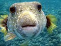25 Hewan Paling Berbahaya Di Seluruh Dunia images 25 Hewan Paling Berbahaya Di Seluruh Dunia