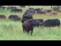 Sex In The Wild: Animals Mating - Buffalo Style!