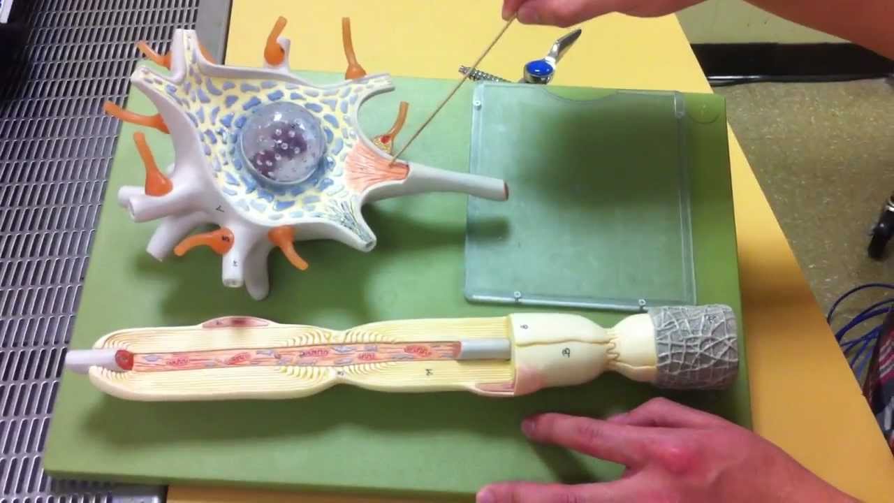 The Wizard's Anatomy: The Nerve Cell Model - YouTube