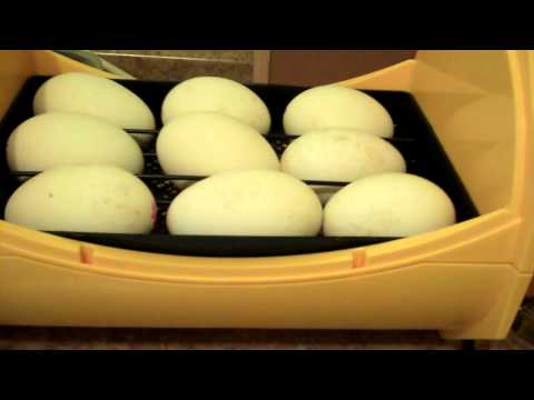 Taking A Look At My New Brinsea 20 ECO Egg Incubator