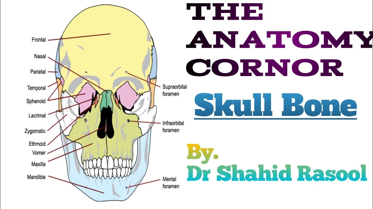 Anatomy of the facial bones