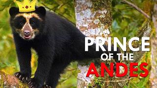 Finding The Apex Predator Of The Andes