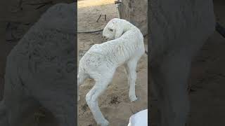 The Little Sheep Is Urinating