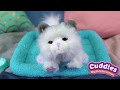 Little Live My Dream Kitten Cuddles | How To Video