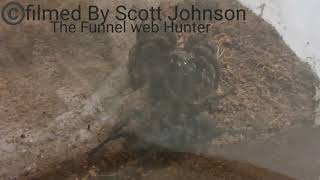 Jumping Funnel Web Spider Caught On Camera Despite All Knowledge Stating They Physically Cannot