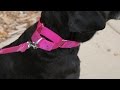 How To Use A Martingale Dog Collar