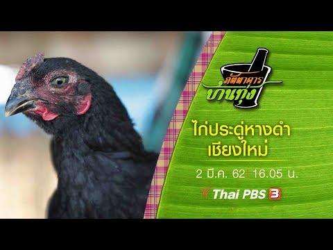 ไก่ประดู่หางดำเชียงใหม่ : ภัตตาคารบ้านทุ่ง (2 มี.ค.62)