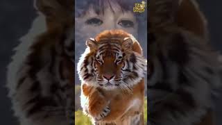 Bunda Lina Macan Betina